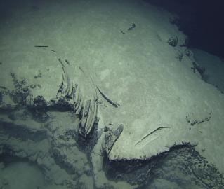 Fossilized Whale Skeleton