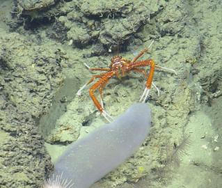 Investigating the salp