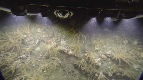 reef wall