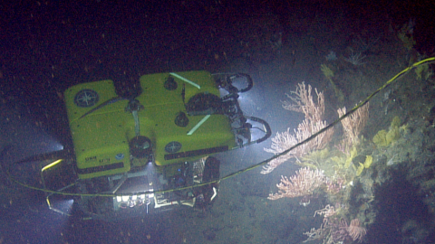 ROV Hercules examines coral ledge