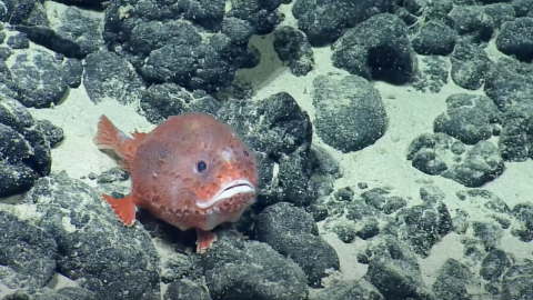These deep-sea bottom-dwellers are recognizable by their round bodies, short tails, and of course, their famous lures which are actually modified luminescent fin rays. 