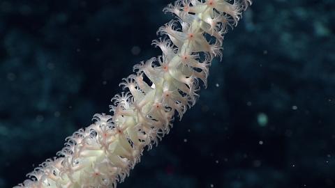 coral