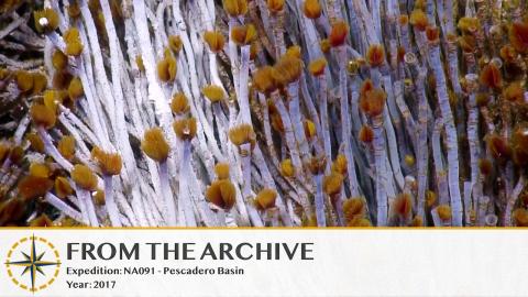 Pescadero Basin: Matterhorn Vent Tube Worms- 2017 (Remastered!) 